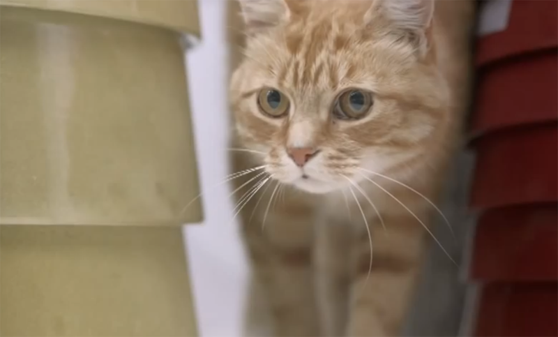 Коты счастливы там где IKEA — рекламный ролик