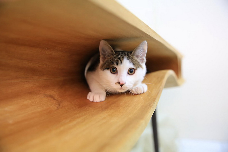 CATable — стол для котэ и его хозяина